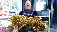 　北竿農民首次試種薑黃，採收後發現生長情形十分良好。（圖／文：陳鵬雄）