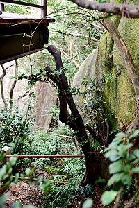 東引「燕秀潮音」整建觀景平台,一棵樹齡過50年的保育類濱柃木,未經許可被鋸掉大半,建設局已展開調查與處理。(圖/文:陳其敏)