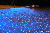 　馬祖「藍眼淚」列入盤點世界不可思議19大奇景，隱藏神秘力量。（圖：卡提諾論壇CK101.COM）