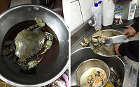 馬祖野生紅蟳以老酒浸泡加糯米蒸煮,是道地漁民冬令進補的珍貴食材。(圖:摘自陳紫開臉書)