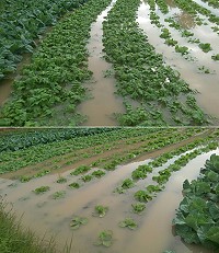 一陣豪雨讓坂里農田大淹水,農民辛苦栽種的大白菜及蘿蔔全部「泡湯」。(圖:坂里農民提供)