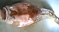 石頭魚 馬祖較少見