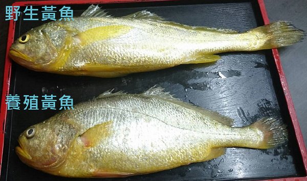 野生及養殖黃魚體型不同。圖片來源:徐承堉