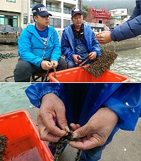 建設局輔導裙帶菜栽種,地區漁民開始掛養作業。(圖/文:陳鵬雄)