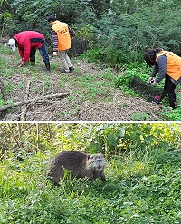 　南竿媽祖宗教園區驚傳發現外來物種「美洲巨水鼠」，建設局昨日立刻派員前往佈籠捕捉。（圖：馮紹夫、王敏玲）