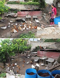 四維村農場充滿田園美景,還有雞鴨成群,更不時有貓咪穿梭自由嬉戲,讓人體驗簡單和自然的田園樂。(圖/文:吳嘉榮)