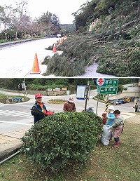 建設局山線林木修剪暨局內工作人員連月來冒著風寒從山線做到海線,路肩花木處雜草清除。(圖:吳嘉榮)