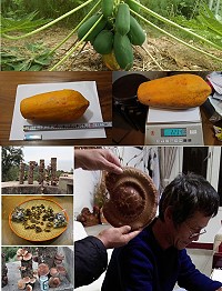 津沙道地碩大無籽木瓜和香氣四溢香菇,雲津茶坊老闆邱垂旺用心種植地區優質農產品。(圖/文:吳嘉榮)