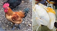 正港的土雞、番鴨　圖：周起財提供  文：陳鵬雄