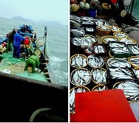 東引地區的漁船,近來又見白力魚豐收。(圖:漁民提供)