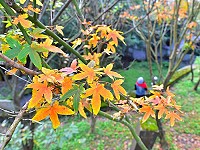 　「楓」光旖旎。（圖與文：陳其敏）