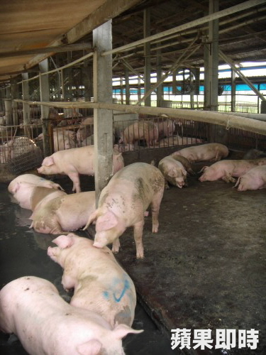 動物學者賴秀穗投書媒體指農委會防檢局恢復施打口蹄疫疫苗,導致防疫努力付之一炬。防檢局今回應,推動口蹄疫疫苗注射至今,疫情確實獲得穩定控制。資料照片