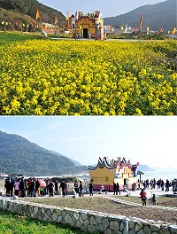 坂里天后宮成為重要景點,周邊空地重新綠美化,黃澄澄油菜花田景觀即將重現。(圖/文:陳鵬雄)
