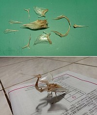 白帶魚頭骨再利用,可拼成一隻栩栩如生的白鶴,這項傳統技藝快要失傳了。(圖:橋仔邱靜智)