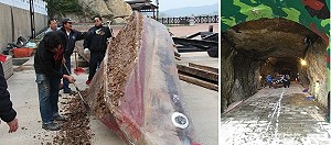 (右圖)北海坑道休閒體驗活動,原經營保順育樂公司8日完成清出設施。(左圖)保順育樂4艘搖櫓船將重新整修彩繪並提供水上救生訓練使用。(圖:陳治雄、吳嘉榮)
