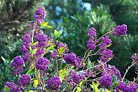 　簇擁成串。（圖／文：陳其敏）