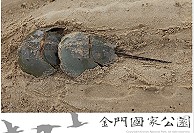 　金門鱟復育推廣。（圖：金門國家公園）