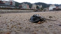 清水濕地消失快5年的鱟(注音:ㄏㄡˋ、三棘鱟)11日記錄到1隻幼鱟。(圖:邱郁文)
