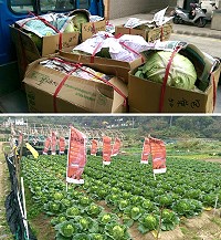 北竿坂里三寶陸續採收出貨,但受氣候影響,整體產量不如往年。(圖/文:陳鵬雄)