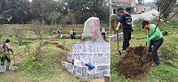 建設局昨上午在南竿梅園補種27株紅、粉紅梅花。(圖/文:吳嘉榮)