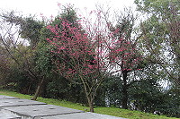 　每年冬季轉春的季節正是櫻花盛開時節，津沙李小石紀念公園一隅山櫻花已悄然綻放！（圖／文：吳嘉榮）