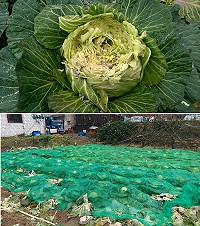 坂里農地遭鳥害,田裡的高麗菜幾乎全被啃食的體無完膚,只有少數有網子覆蓋的倖免於難。(圖/文:陳鵬雄)
