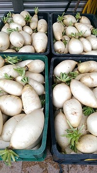 好「菜」頭／圖與文：陳鵬雄