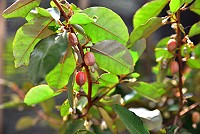 　橙紅果實。（圖／文：陳其敏）