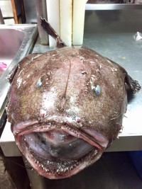北竿橋仔漁民捕獲一尾重達9斤的鮟鱇魚,大嘴巴是這種魚的最大特徵。(圖:王惠萍)