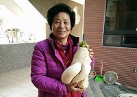 　南竿鐵板出產碩大蘿蔔，外形酷似人蔘，模樣奇特。（圖：林月仙提供）