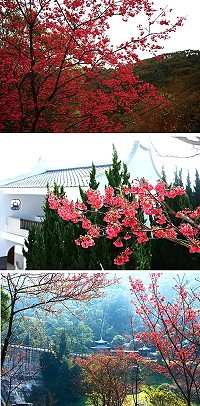 (上圖)綻開的山櫻花枝招展。(中圖)軍人紀念園區櫻花一隅。(下圖)勝天公園美景如畫。(圖:呂鎮宇/文:陳玉笈)