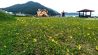 坂里人工油菜花田開花,但規模不若往年盛大。(圖/文:陳鵬雄)