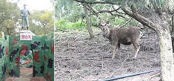 (左圖)象徵不畏艱難的大坵堡。(右圖)國寶梅花鹿現蹤。(圖/文:張岳文)