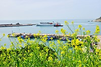 黃花舞春風　圖與文：陳其敏