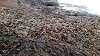 金山紫菜　圖與文：陳鵬雄