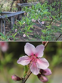 受到寒冬影響,櫻花、桃花花季延後登場。(圖/文:林冰芳)