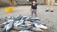 海象水色轉好,北竿地區出現今年首批大靠七星鱸。(圖:林加友提供)