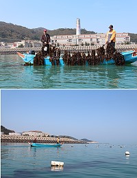 清水澳口養殖區內,大量裙帶菜長勢良好,想品嚐風味獨特、極具營養價值裙帶菜,現在就是最佳時機。(圖/文:吳嘉榮)