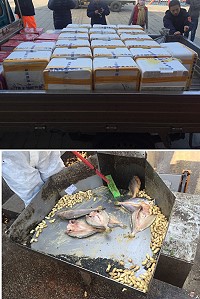 岸巡大隊昨天聯合相關單位在環保局後端處理場進行走私貨物銷毀作業,保障本縣民眾食用安全。(圖:建設局提供)