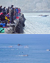過去兩天週休假期,東引釣況讓人雀躍,船釣鱸魚、岸釣黃雞魚都有豐收。 (圖/文:陳其敏)