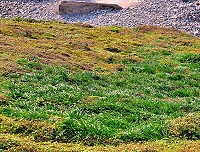 「蒜」葉滿山坡　圖與文：陳其敏