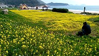 　藍天碧海油菜花。（圖與文：陳鵬雄）