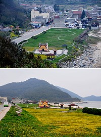 北竿坂里天后宮前方油菜花吸引目光,公所計畫明年擴大栽種規模,花海面積將比今年大三倍。(圖/文:陳鵬雄)