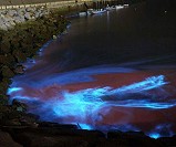 圖為2015年山隴海埔新生地澳口「藍眼淚」。(圖:漁寮書齋民宿提供)