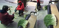 在秘密基地裡的麥蔥個頭媲美蒜苗且香氣十足。(圖/文:林冰芳)