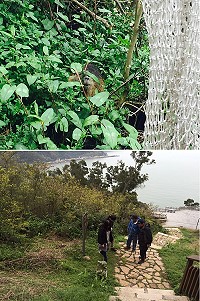上圖:建設局17日下午第1次看到在草叢中的南美「巨水鼠」,因周邊草叢阻礙網具而讓牠遁入土洞;下圖:活動範圍都在神像前船型平台兩側草叢,建設局密集巡邏。(圖:建設局提供、吳嘉榮)