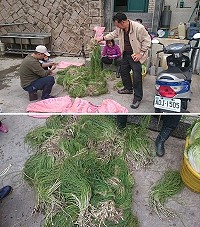 北竿民宿業者全家動員拔麥蔥,備足存貨要讓入住遊客品嚐馬祖特有的野蔥香味。(圖:橋仔星漾民宿)