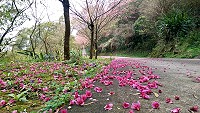 櫻木花道　圖與文：陳鵬雄