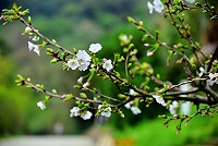 　東引北澳村附近山坡，已見到吉野櫻綻放白色美麗。（圖／文：陳其敏）