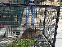 建設局昨天下午終於捕獲南美「巨水鼠」,暫時收容進行採樣研究及疾病檢查。(圖:建設局提供)